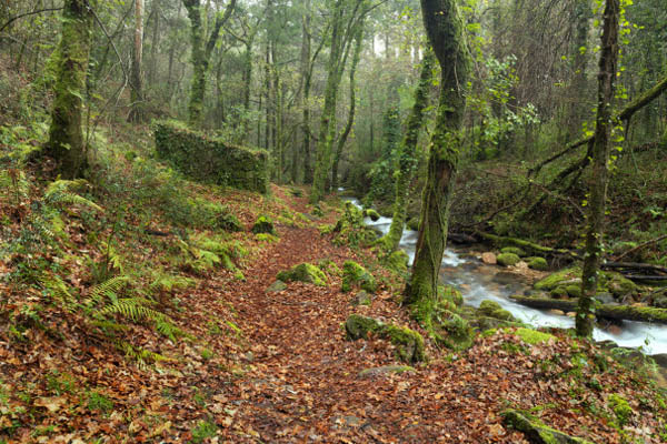 La Xunta de Galicia convoca la primera edición de la Bandera Verde de Galicia